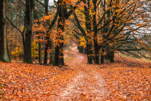 PREPARAR TU CASA OTOÑO